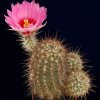 Echinocereus_ferreirianus